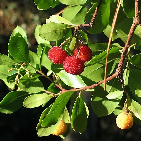 Surprise アルカション