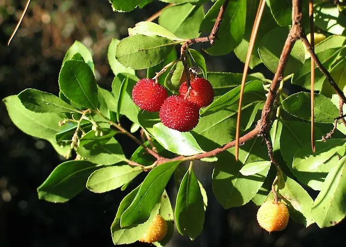 Surprise アルカション